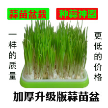 水培养栽蒜苗盆栽容器种蒜大蒜葱的盆蒜黄器皿发芽种植盘盆盒