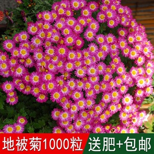 ���ܻ����ѻ�ɫ�ر��շN�Ӷ��������^�����ļ��ɲ��m������