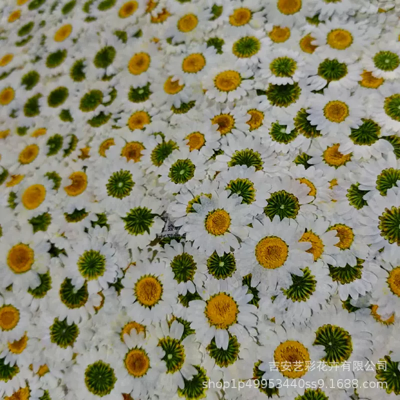 白晶菊干花压花批发 贺卡书签滴胶饰品配件香薰蜡烛白雏菊押花
