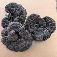 `֥ ֥ ɽҰ `֥ `֥ ș 1000g˰]