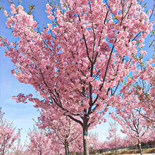 香水樱花树苗木庭院南北方种植盆栽大绿化风景树苗室外花卉早晚樱