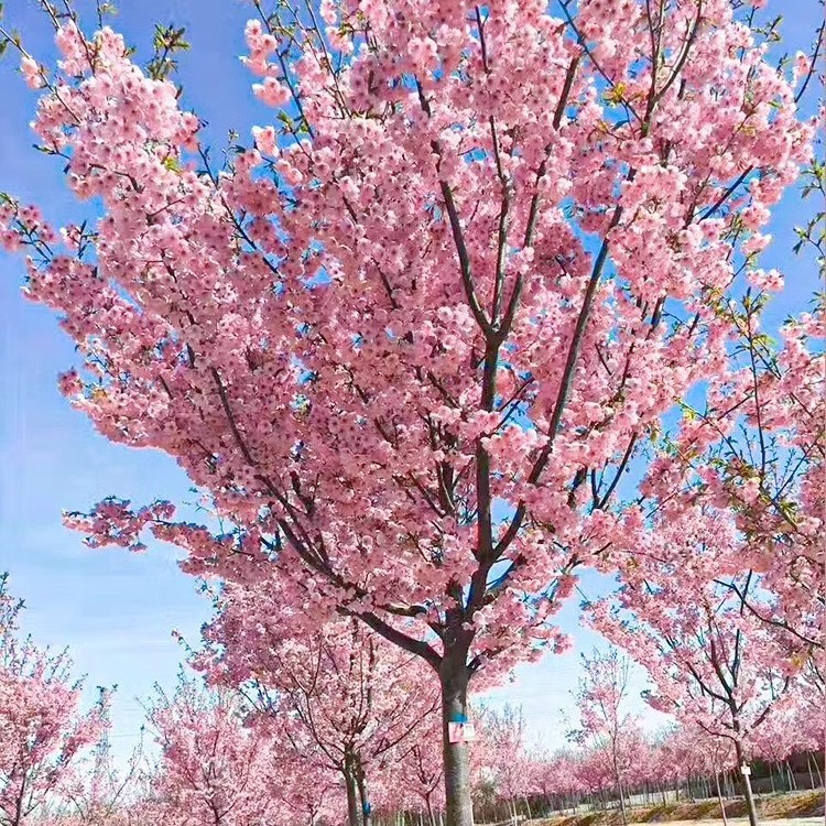 香水樱花树苗木庭院南北方种植盆栽大绿化风景树苗室外花卉早晚樱