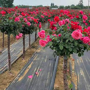 �󻨝����ļ��ͺ��޽Ә���¼��������Ϙ�ͥԺ�e�����ܘ䘶���¼�