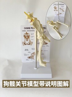 Dog hip elbow knee bone model dog skeleton toy animal bone anatomy veterinary demonstration Pet Hospital