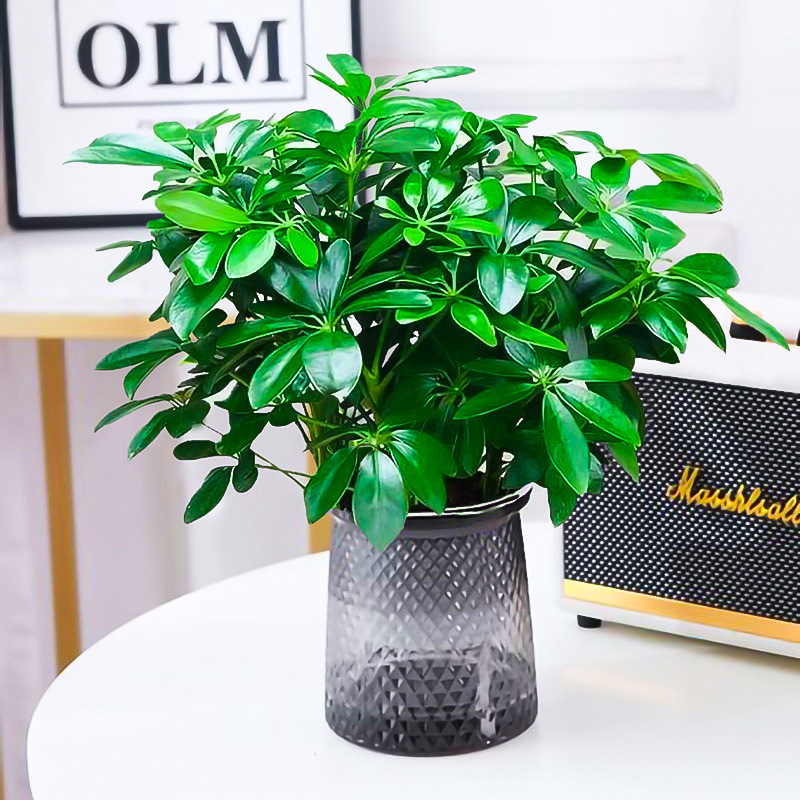 [두인 핫모델] 팔방라이카이 한 냄비에 4개 [별이 빛나는 냄비] + 비료