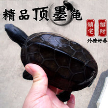 外塘顶墨龟纯种全黑小乌龟活物宠物龟小宠中华草龟苗陆地长寿金线