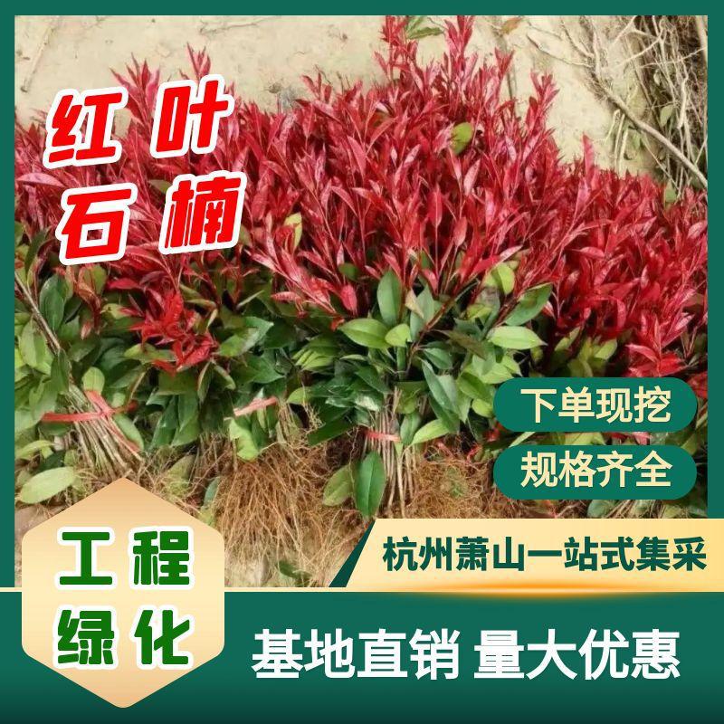 【杭州苗木集采配送】红叶石楠小杯苗罗宾红树苗绿篱常绿灌木