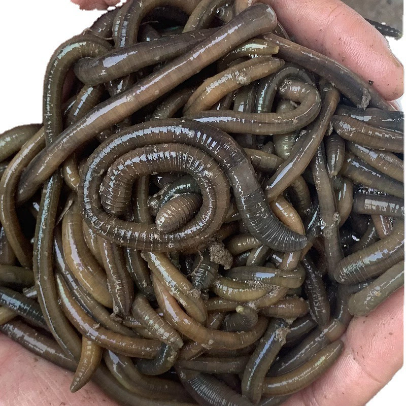 Оптовая редкостная черная земляworm живая наживка рыбалка желтая земляworms черная свежая вонючая зелёная земляworm наживка
