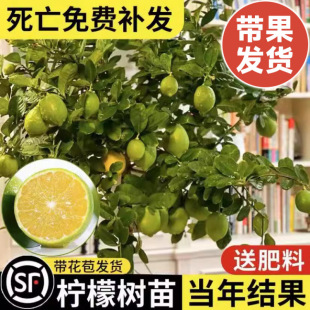 Perfume Lemon Tree Saplings Potted Ground Planting Fruit Tree Saplings North and South Indoor Courtyard Planting All Year Round Results