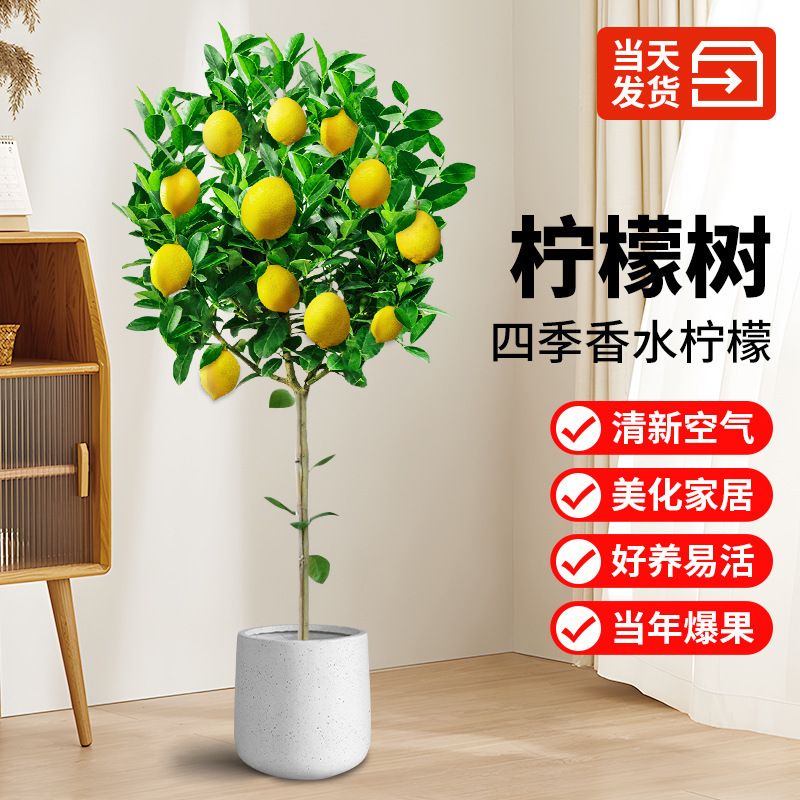 Perfume Lemon Saplings, Fruit Trees, Potted Plants, Edible Indoor Living Room Balcony Flowers and Green Plants with Fruits in All Seasons