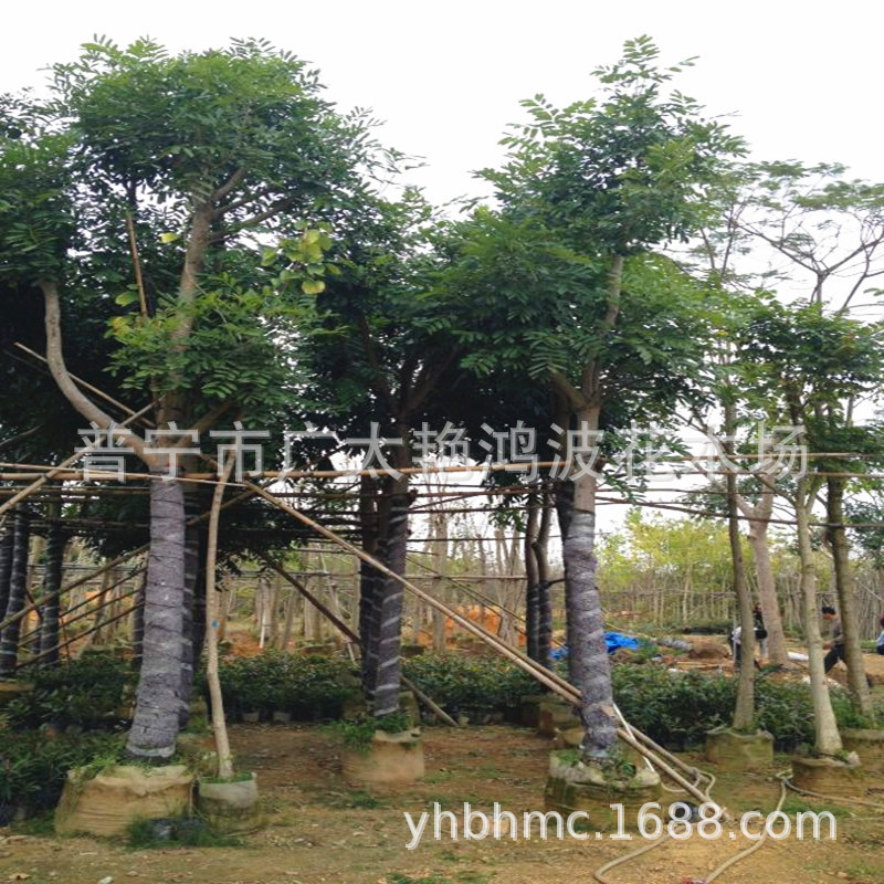 广东艳鸿波园林全冠桃花心木苗场5-30公分桃花心木古巴红木树乔木