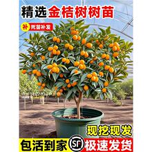 ���۽�ۘ����F�ڬF�l�ļ���Ƥ��ʳ�ù�����Ә������̨ˮ����