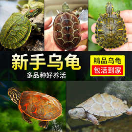 乌龟活物中华草龟深水火焰龟地图小乌龟黄耳龟巴西龟家养宠物龟