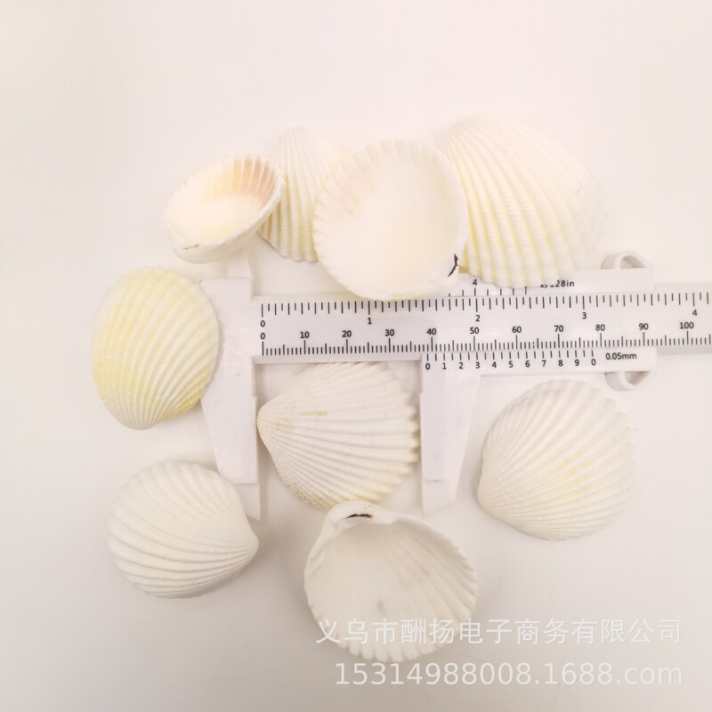 Natural White fan shell conch lion coconut shell graffiti painting fish tank aquarium floor decoration DIY Natural White fan shell conch lion coconut shell graffiti painting fish tank aquarium floor decoration DIY