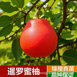 �޽ӽ������̩�����_�t�����Ә���tƤ�t�����Ә��玧�~�l؛����