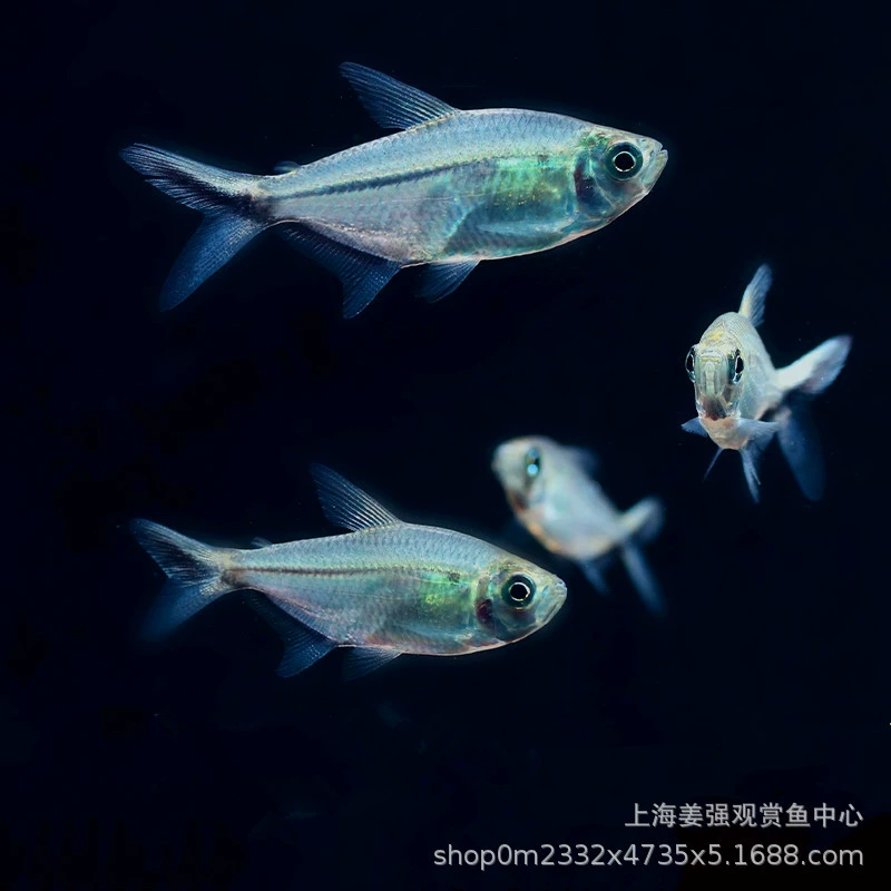 Черный хвост Большой Крючок черный хвост флаг тропическая рыба декоративные рыбы Трава Аквариум группа Плавание Рыба маленькая рыба Живая рыба тянуть флаг черный хвост легкая рыба