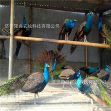 ���^�_���^�p��ȸ���w������ȸ�N����ȸ������w��ȸ�Bֳ��