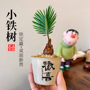 Iron Tree Zen Mini Potted Tea Table Zen Ornaments Bonsai Office Green Plants Living Room Desktop Cycad