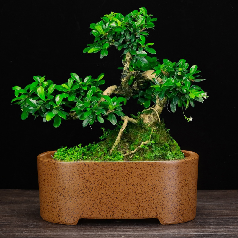 宜興柴焼紫砂植木鉢個性的な四角形の客間のデスクトップの古典的な盆栽のガジュマルの木の松の木の竹の鉢植えの卸売り|undefined
