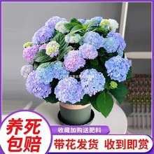 С�网���������ļ��_���҃�ֲ�ﻨ���̨���B��o�M���Ϙ�