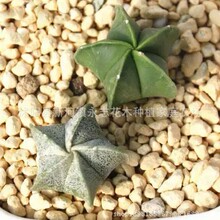 �[�P����ǰ�ɳ  ���P��  ������ �ķN�� 4-6cm���o����ֲ��