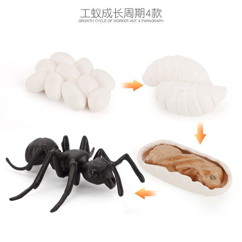 Simulación de exportación transfronteriza de insectos modelo de ciclo de crecimiento animal mariposa abeja Caracol Rana escorpión adornos cognitivos