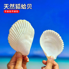 天然狐蛤海螺贝壳白色扇贝标本螺鱼缸水族造景家居装饰品摆件盘子