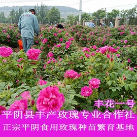 代用/养生茶;花果茶;化妆水爽肤水