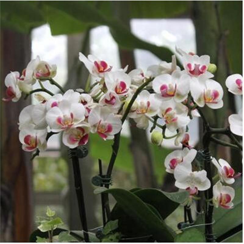 Cuatro estaciones mariposa orquídea plántulas en maceta balcón interior sala de estar flores plantas florecen con flores de maceta original