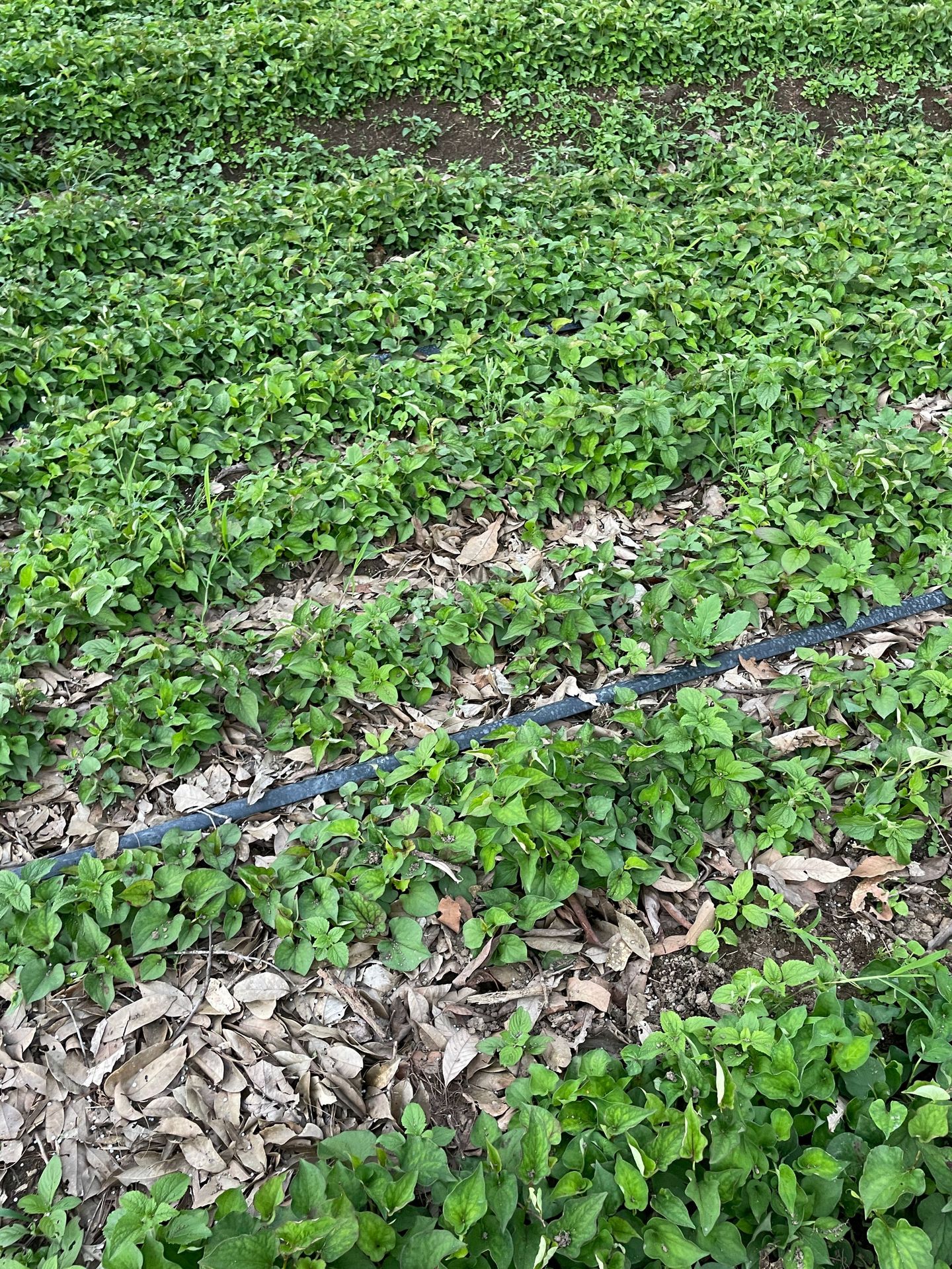 鱼腥草种植 (34).JPG