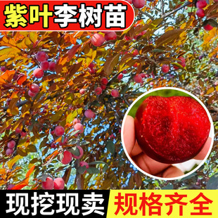 һ�����l���~��������~���t�~���Ә���ľ�@��ͥԺ�G�����~�Ҙ�