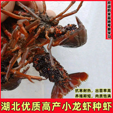 湖北优质小龙虾种虾塘口一手龙虾货源荆州潜江小龙虾种高产虾苗