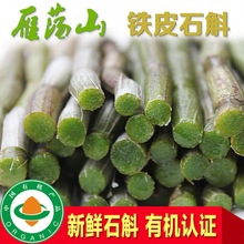 乐清雁荡山铁皮石斛正宗枫斗纯粉干条新鲜 石斛铁皮 鲜条花养生茶