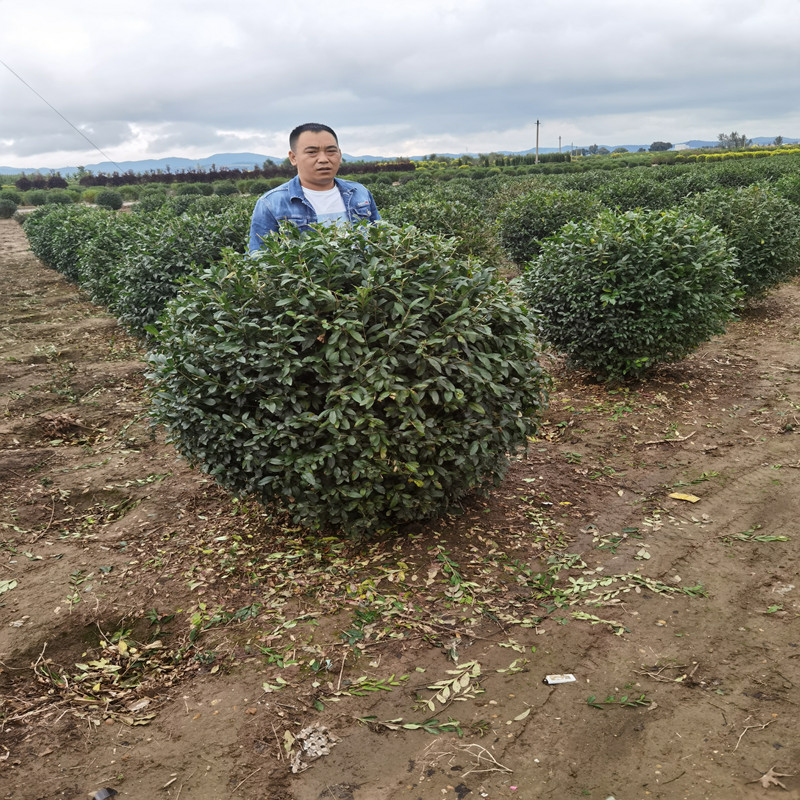 苗圃供应耐寒紫丁香球精品大叶丁香球80-1.5米价格合理紫丁香