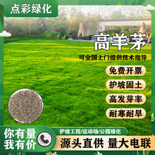 批发高羊茅草籽耐寒耐旱草坪种子四季常青多年生护坡固土绿化草籽