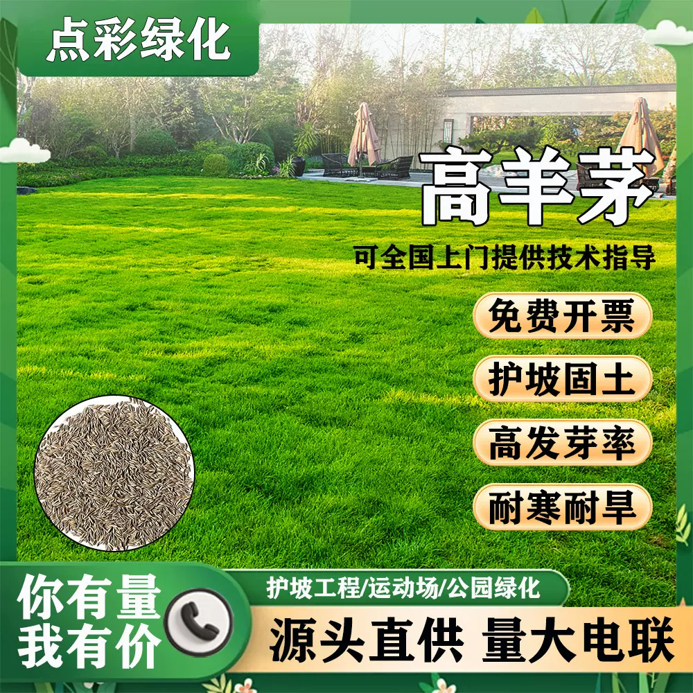 批发高羊茅草籽耐寒耐旱草坪种子四季常青多年生护坡固土绿化草籽