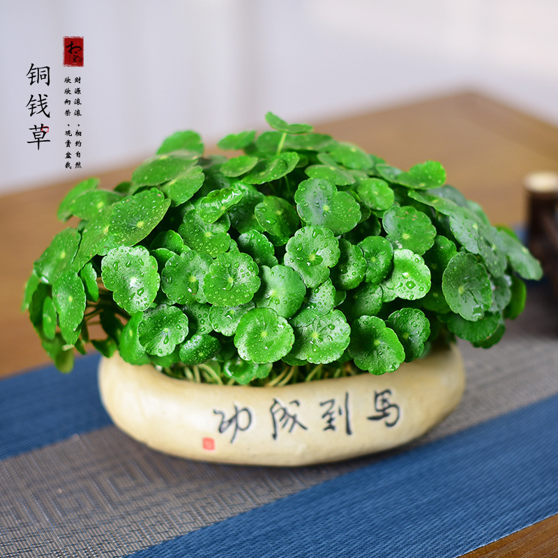 Moneywort Potted Plant Indoor Tea Room Office Living Room Plant Hydroponic Green Plant Easy to Care for All Seasons Bonsai