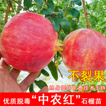 ܛʯoʯͻ˹ܛʯӘϱNֲ