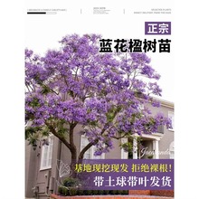 �{��麘������Ϙ��ͺ��������F�����L�����ľ��ɫ�G��ͥԺ�Nֲ