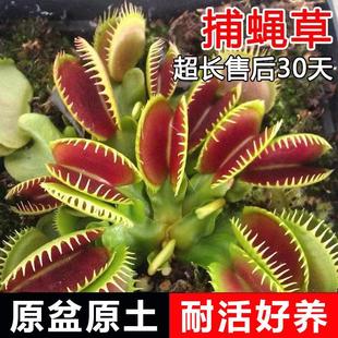 Flytrap Potted Seedlings, Pitcher Plant, Plant, Man-Eating Flower, Flytrap, Insect-Catching Plant, Mosquito-Repelling Flower, Piranha, Living Room