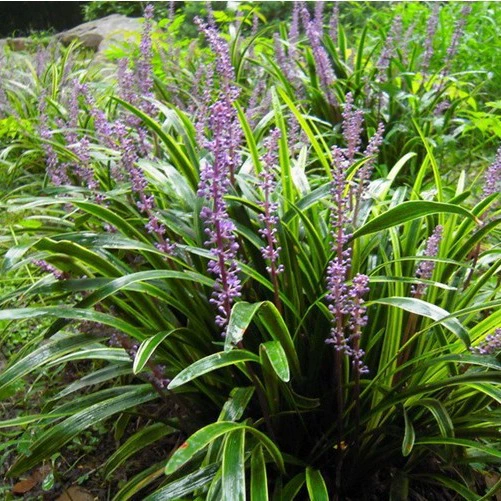 Саженцы травы Ophiopogon japonicus с золотистыми краями для заселения газонов во дворе виллы, теневыносливая широколистная трава Ophiopogon japonicus, морозостойкая трава Lucky Grass.