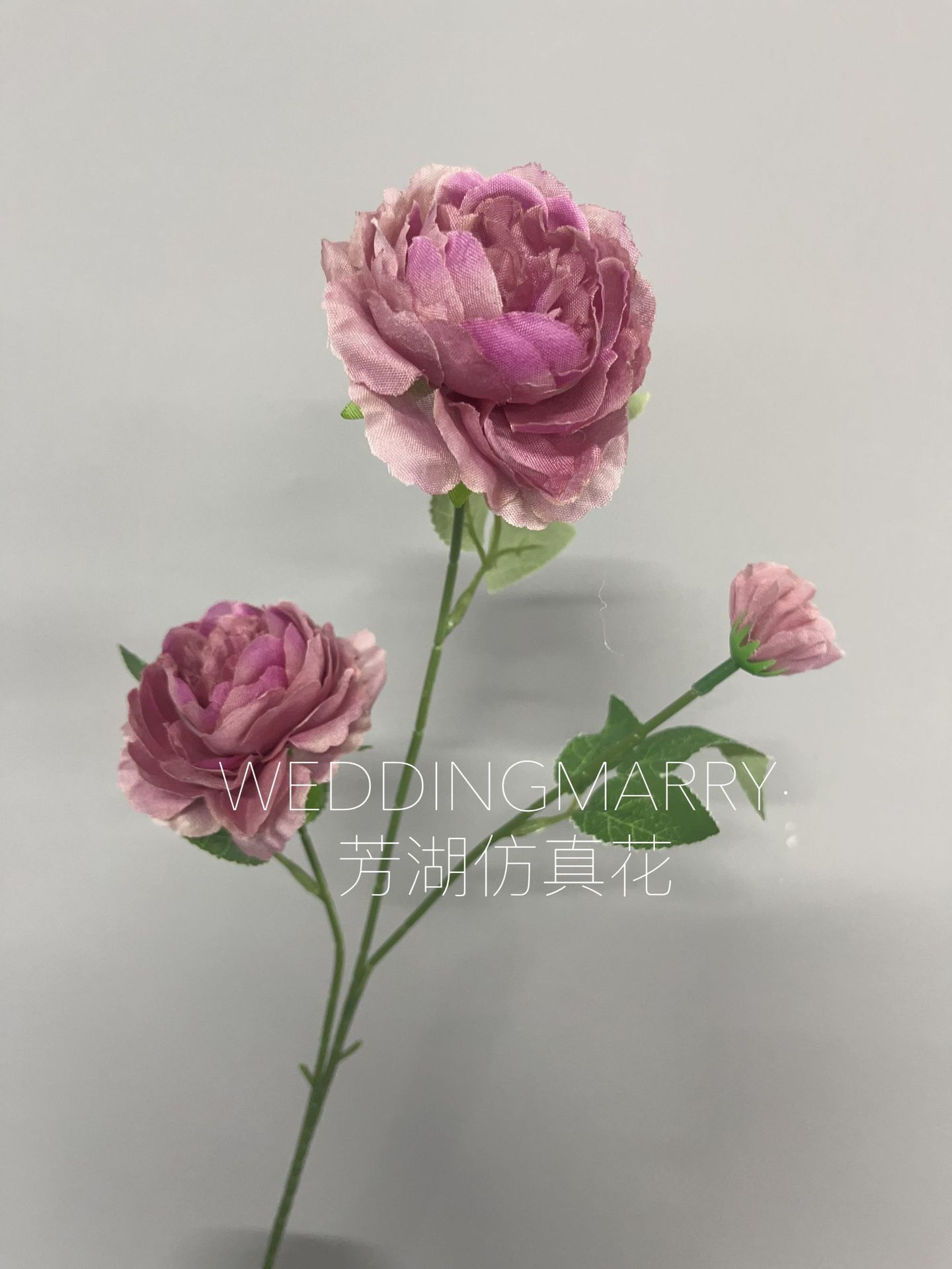 微信图片_20241221134439