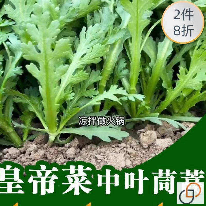 皇帝菜中叶茼蒿种子青菜种籽春菊菜种茼蒿菜种籽种四季蔬菜孑菜籽