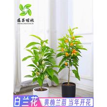 ���԰��m�������S���m���e��ͥԺ�҃ȴ��ͻ����ļ����������L����