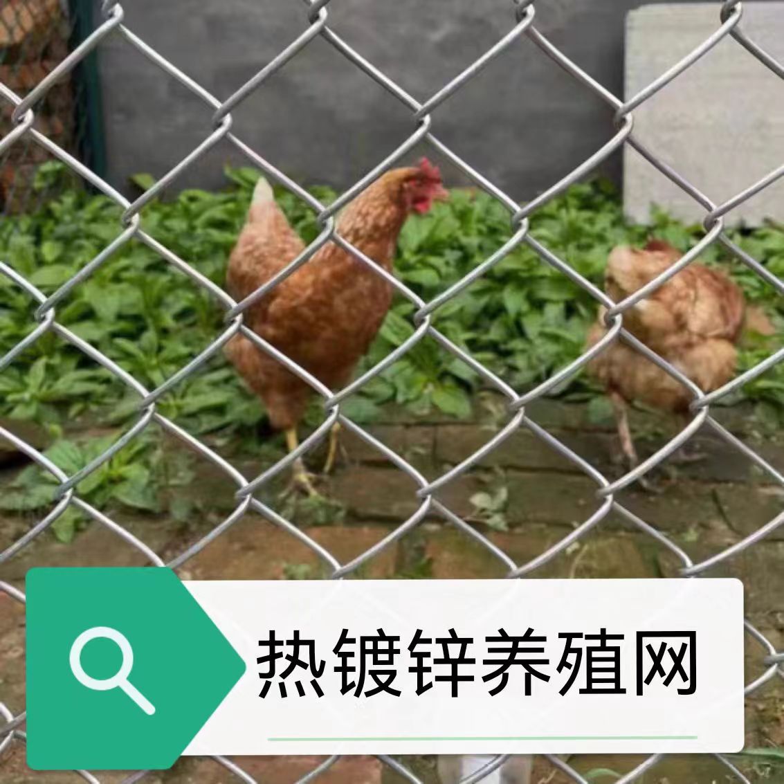 厂家供应热镀锌勾花网牛羊养殖圈山养鸡果园围栏隔离网铁丝网批发