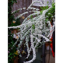 ��ѩ�����������Դ���ѩ���҃����ͺ������̨ͥԺ�͕�ֲ����B��