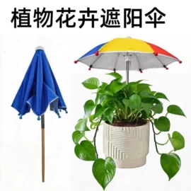 雨伞;晴雨伞;遮阳/太阳伞