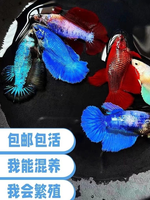 泰国斗鱼仙女款纯白半月超美网红小型淡水热带冷水观赏鱼好养耐活|undefined