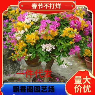 一件代发勤花三角梅树苗老桩耐寒爬藤植物重瓣四季开花盆栽庭院观