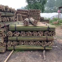 竹竿大量批发竹杆子菜园搭架竹子户外旗杆围栏黄瓜豆角爬藤菜架架